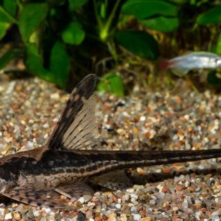 STURISOMA NIGRIROSTRUM