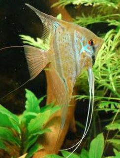 ESCALAR SURINAM ALTUM 5cm