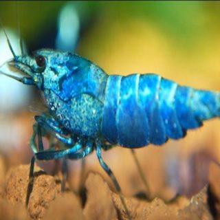 CARIDINA TAIWAN BEE BLUE BOLT