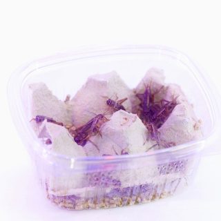 Grillo Rubio Adulto   XL   (Acheta domestica)