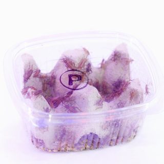 Grillo Rubio Pequeño (Acheta domestica)