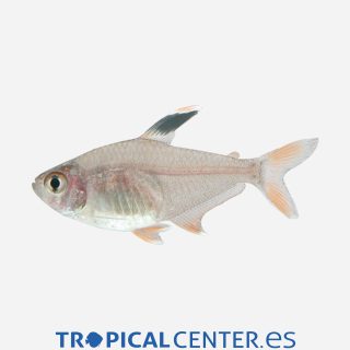 Tetra bentosi  💎HQF💎