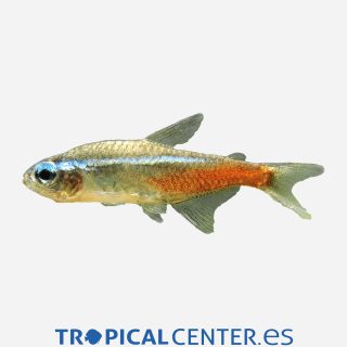 Neón  Cabeza de diamante