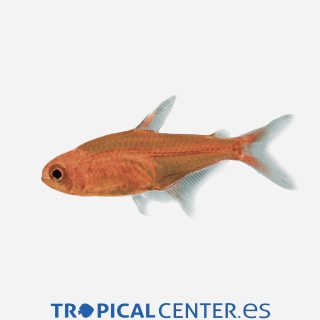 Tetra ámbar