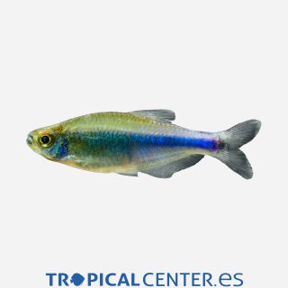 Tetra Azul