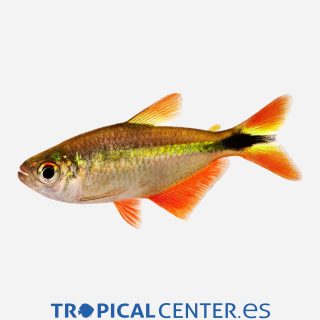 Tetra Buenos Aires  💎HQF💎