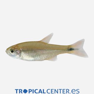 Tetra Cobre