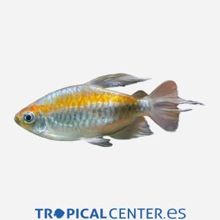 Tetra del Congo Amarillo