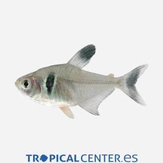 Tetra fantasma negro