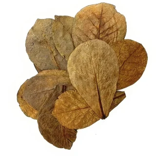 Terminalia Catappa 30 Hojas