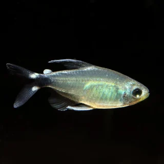 Tetra Aureo | Hyphessobrycon elachys
