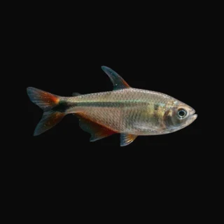 Tetra Buenos Aires | Hemigrammus caudovittatus