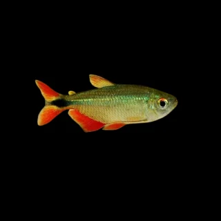 Tetra Buenos Aires | Hemigrammus caudovittatus