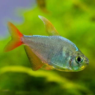 Tetra Colombiano | Hyphessobrycon ecuadoriensis