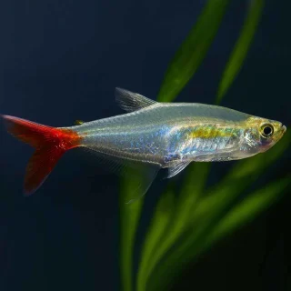 Tetra Cristal de Cola Roja | Prionobrama filigera