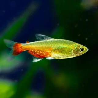 Tetra Vientre Rojo | Aphyocharax rathbuni