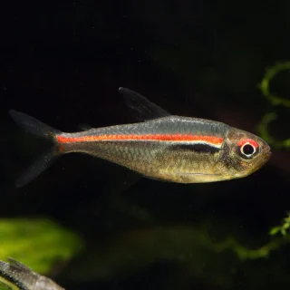 Tetra Línea Roja | Hyphessobrycon amapaensis