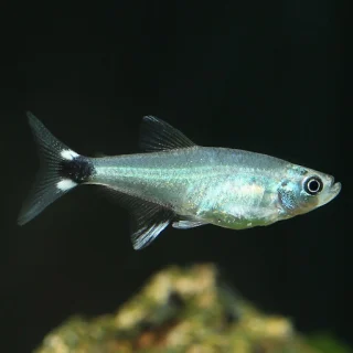 Tetra Paraguay | Aphyocharax paraguayensis