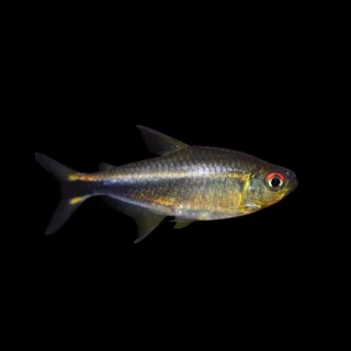 Tetra Púrpura | Hyphessobrycon metae