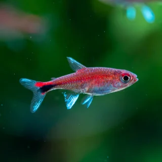 Tetra Rubi | Axelrodia riesei