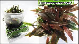 CRYPTOCORYNE PETCHII PINK MINI CUP