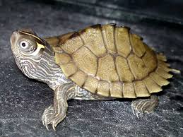 GRAPTEMYS PSEUDOGRAPHICA