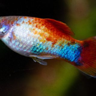 PLATY RAINBOW