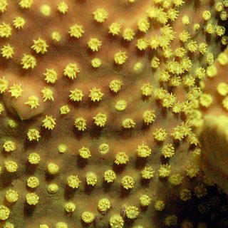 TURBINARIA COPA GOLDEN