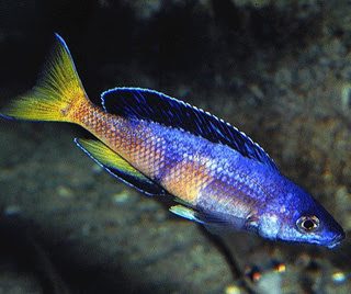 CYPRICHROMIS LEPTOSOMA JUMBO KITUMBA