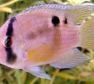 AEQUIDENS CLEITHARACARA MARONII