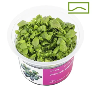 Utricularia Calycifida