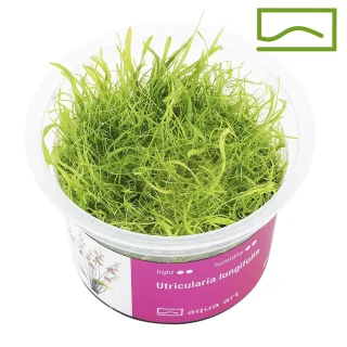 Utricularia longifolia