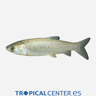 Carpa Amur come algas