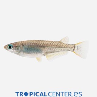 Medaka (neón de agua fría)