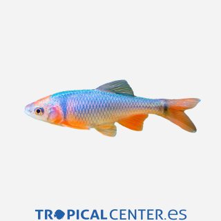 Cyprinella lutrensis Red shiner