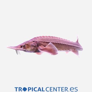 Esturión siberiano C.B.