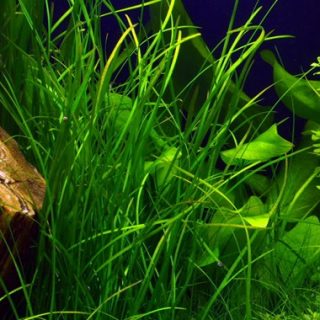 VALLISNERIA NANA POT