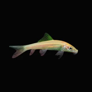 Ventosa Oro | Gyrinocheilus aymonieri