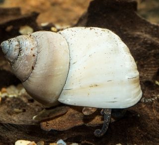 CARACOL WIZARD WHITE