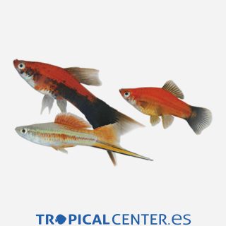 Xipho Surtido 💎HQF💎