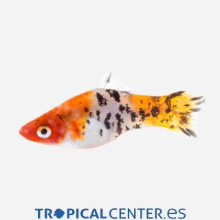 Xipho Tricolor 💎HQF💎