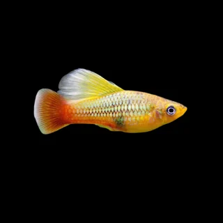 Platy Papagayo | Xiphophorus variatus